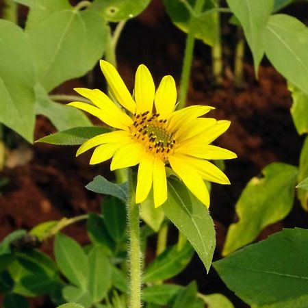 Aarya Farm Bhom Exterior foto