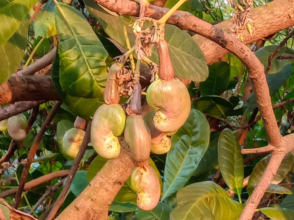 Aarya Farm Bhom Exterior foto